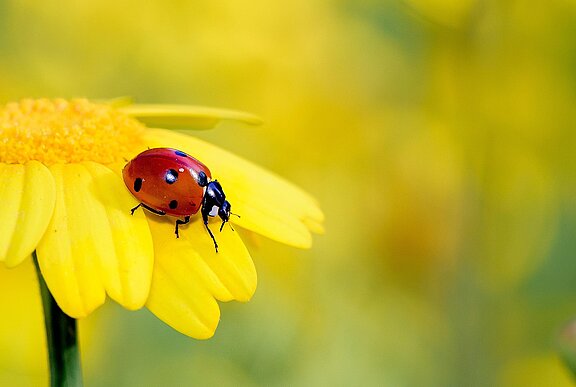 Marienkäfer_Blume_Garten_Nuetzling_insect-4489864_1280.jpg 