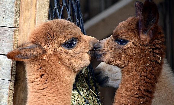 alpacas_alpaca-2520639_1280.jpg 